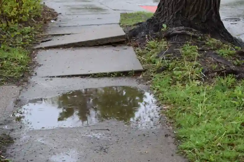 Tree Root Lifting